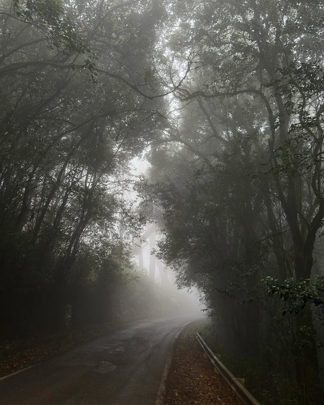 Atmospheric forest path